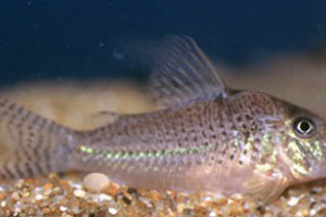 Corydoras cervinus