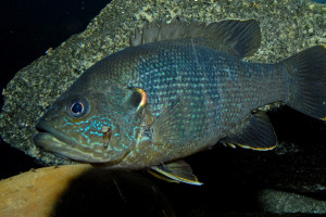 Lepomis cyanellus