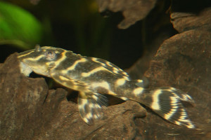 ZZ Hypancistrus sp. L270