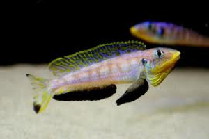 ZZ Xenotilapia sp. kilesa