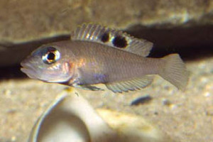 Neolamprologus kungweensis