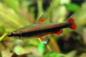 Nannostomus limatus