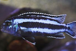 ZZ Pseudotropheus sp. " msobo Lundo"