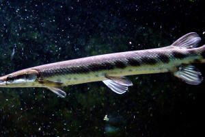 Lepisosteus platostomus