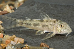 Lepthoplosternum tordilho