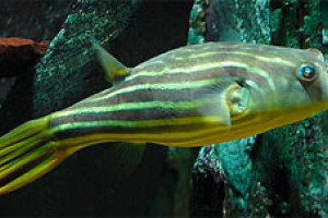 Tetraodon lineatus