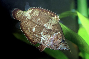 Monocirrhus polyacanthus