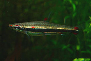 Nannostomus minimus