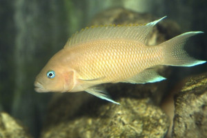 Neolamprologus marunguensis