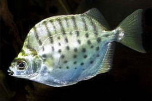 Selenotoca multifasciata