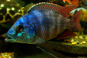 Placidochromis milomo