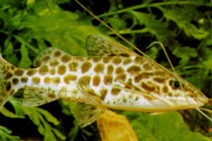 Pimelodus maculatus