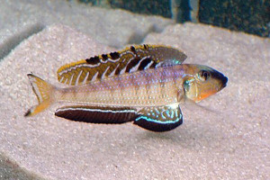 Xenotilapia melanogenys