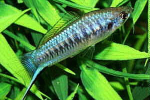 Xiphophorus multilineatus