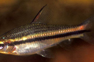 Neolebias unifasciatus