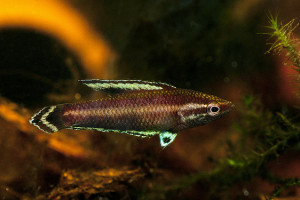 Parosphromenus nagyi