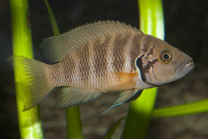 Neolamprologus savoryi