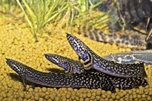 Polypterus ornatipinnis