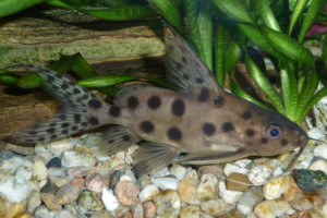 Synodontis ocellifer