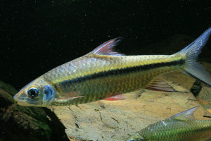 Poropuntius tawarensis