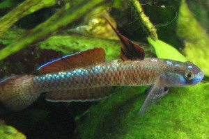 Stiphodon percnopterygionus