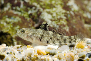 Stenogobius polyzona