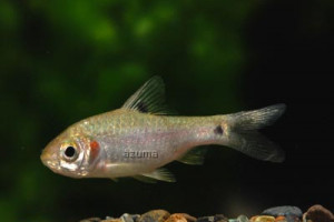 Puntius sophore