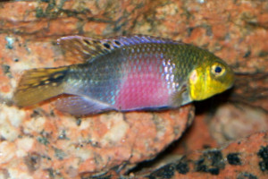 Pelvicachromis subocellatus