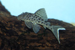 Peckoltia snethlageae