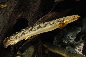 Polypterus palmas palmas