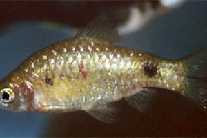 Puntius punctatus