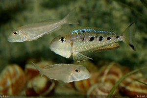 Xenotilapia singularis