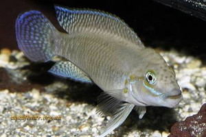 Telmatochromis temporalis