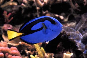 Paracanthurus hepatus