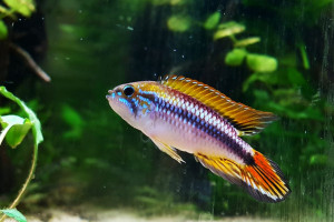 Apistogramma agassizii