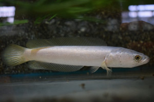 Channa argus platinum