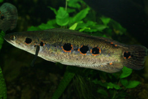 Channa pleurophthalma