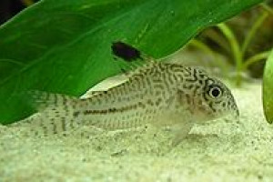 Corydoras acrensis