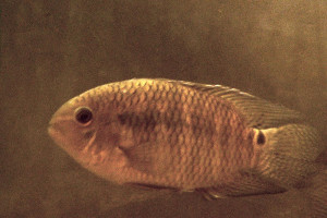 Cichlasoma amazonarum