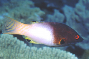 Bodianus axillaris