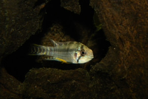 Apistogramma salpinction