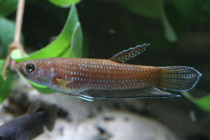 Betta antoni