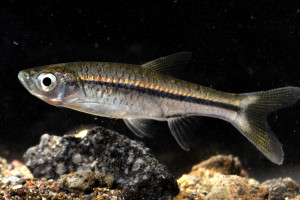 Rasbora aurotaenia