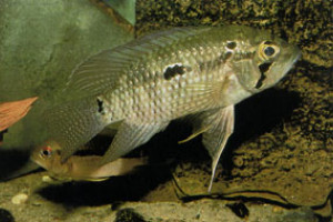 Acaronia nassa