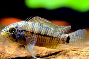 Apistogramma caetei