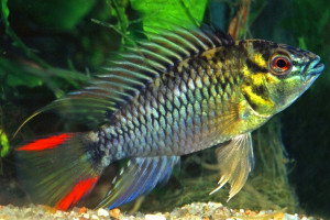 Apistogramma hoignei