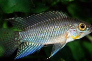 Apistogramma similis