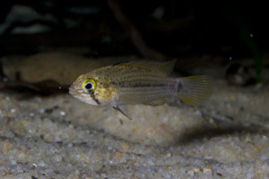 Apistogramma tucurui