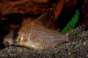 Corydoras approuaguensis