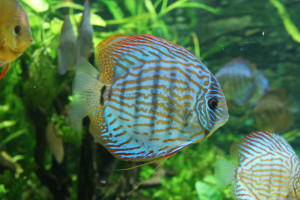 Symphysodon aequifasciatus